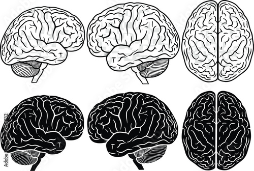 Human Brain Anatomy Silhouettes in White and Black Views for Medical UI, Educational Graphics, Neuroscience Design, Cognitive Illustration Assets
