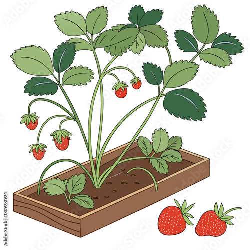 Vector garden isolated on a white background. Illustration of mature growing strawberries in the garden on the bed. Strawberry icon on the garden bed for gardening or farm.