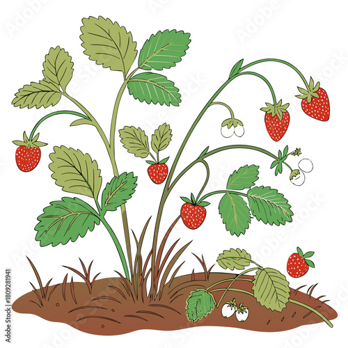 Vector garden isolated on a white background. Illustration of mature growing strawberries in the garden on the bed. Strawberry icon on the garden bed for gardening or farm.