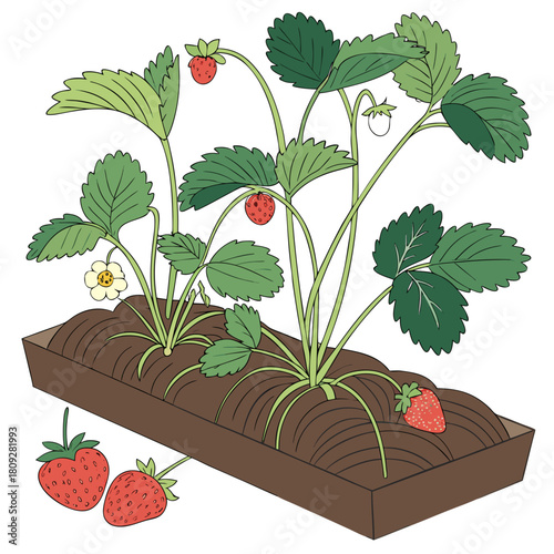 Vector garden isolated on a white background. Illustration of mature growing strawberries in the garden on the bed. Strawberry icon on the garden bed for gardening or farm.