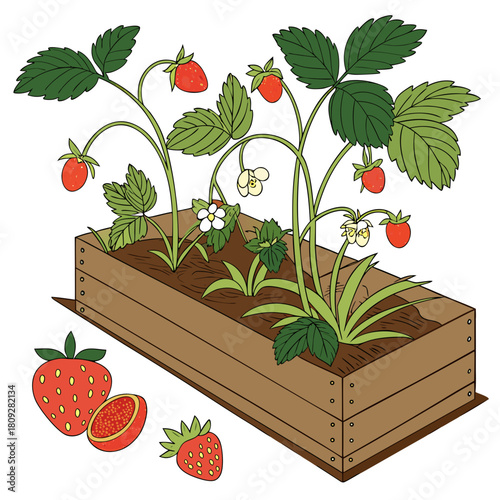 Vector garden isolated on a white background. Illustration of mature growing strawberries in the garden on the bed. Strawberry icon on the garden bed for gardening or farm.