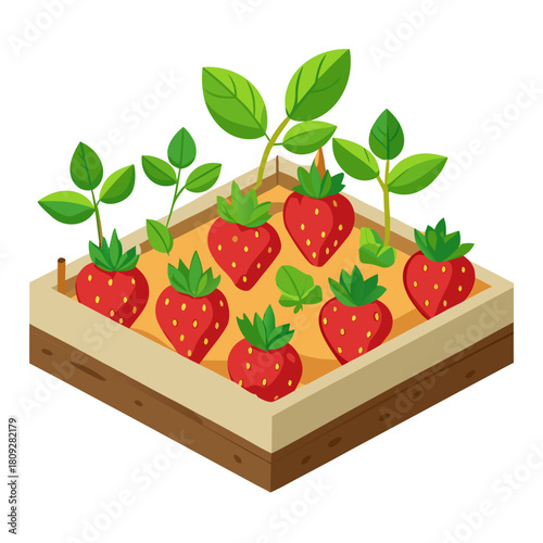 Vector garden isolated on a white background. Illustration of mature growing strawberries in the garden on the bed. Strawberry icon on the garden bed for gardening or farm.