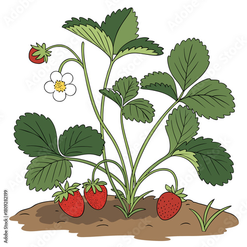 Vector garden isolated on a white background. Illustration of mature growing strawberries in the garden on the bed. Strawberry icon on the garden bed for gardening or farm.