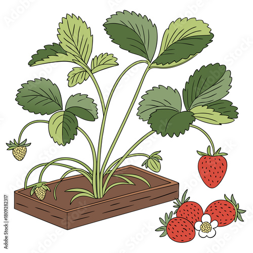 Vector garden isolated on a white background. Illustration of mature growing strawberries in the garden on the bed. Strawberry icon on the garden bed for gardening or farm.