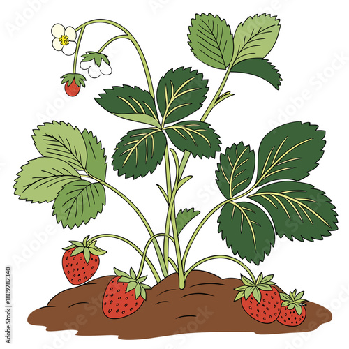 Vector garden isolated on a white background. Illustration of mature growing strawberries in the garden on the bed. Strawberry icon on the garden bed for gardening or farm.