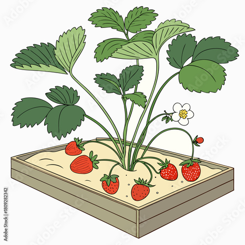 Vector garden isolated on a white background. Illustration of mature growing strawberries in the garden on the bed. Strawberry icon on the garden bed for gardening or farm.