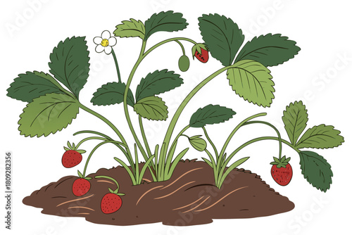 Vector garden isolated on a white background. Illustration of mature growing strawberries in the garden on the bed. Strawberry icon on the garden bed for gardening or farm.