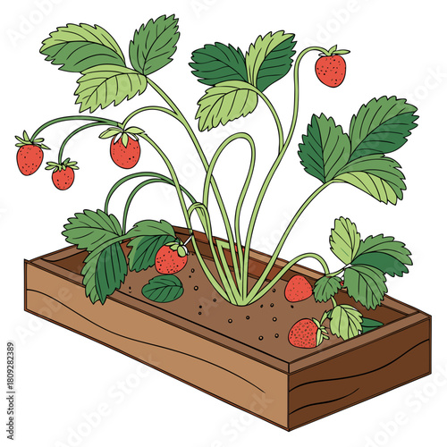 Vector garden isolated on a white background. Illustration of mature growing strawberries in the garden on the bed. Strawberry icon on the garden bed for gardening or farm.