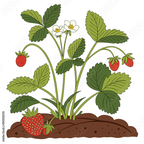 Vector garden isolated on a white background. Illustration of mature growing strawberries in the garden on the bed. Strawberry icon on the garden bed for gardening or farm.