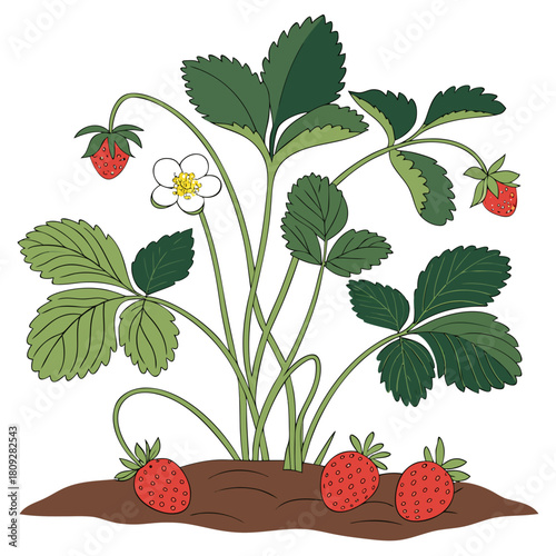 Vector garden isolated on a white background. Illustration of mature growing strawberries in the garden on the bed. Strawberry icon on the garden bed for gardening or farm.