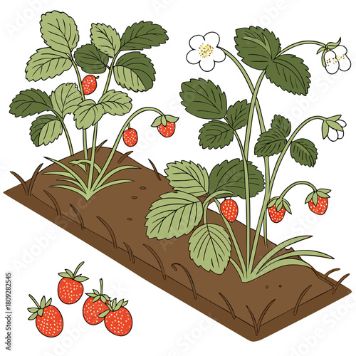 Vector garden isolated on a white background. Illustration of mature growing strawberries in the garden on the bed. Strawberry icon on the garden bed for gardening or farm.