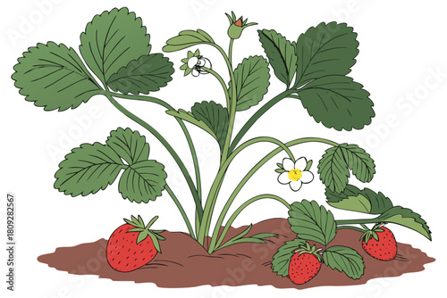 Vector garden isolated on a white background. Illustration of mature growing strawberries in the garden on the bed. Strawberry icon on the garden bed for gardening or farm.