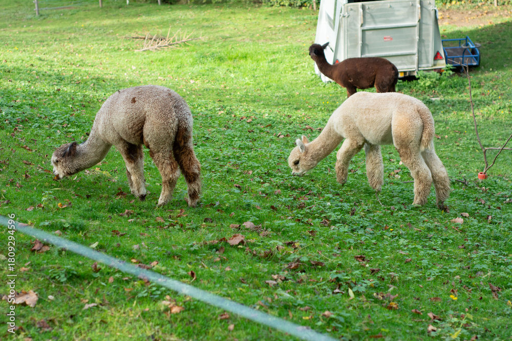 Obraz premium In a lush green field surrounded by nature, alpacas graze peacefully, basking in the warm, golden sunlight of the autumn season