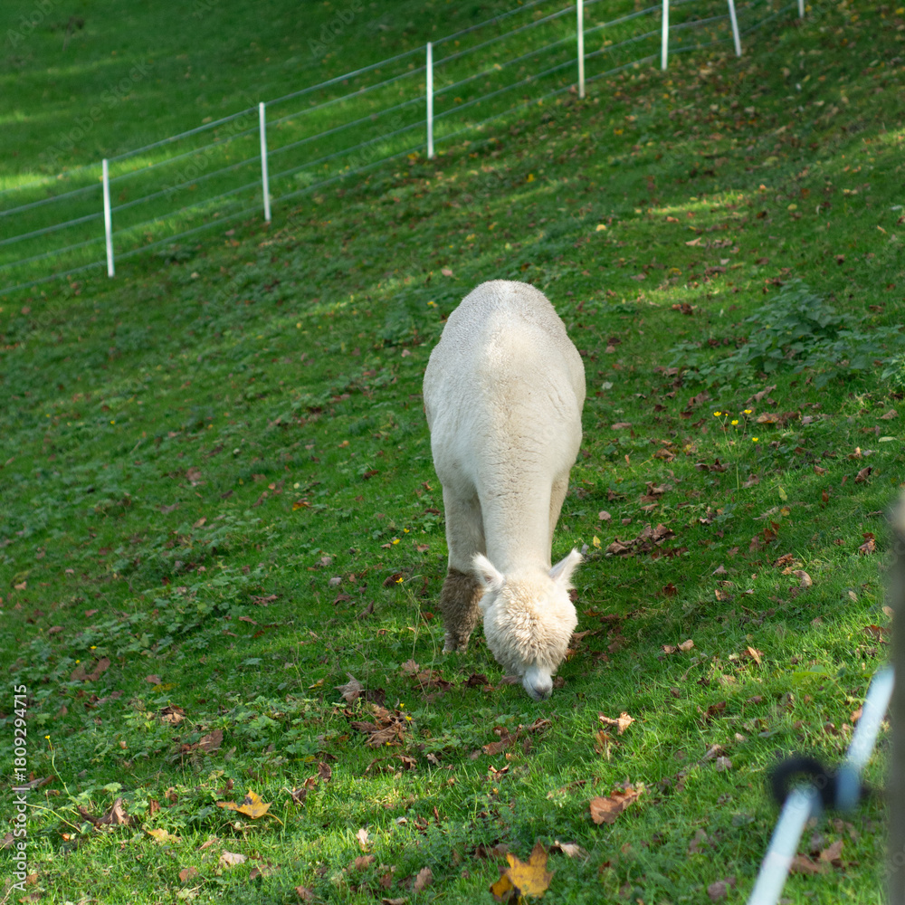 Obraz premium Grazing alpaca delights in a lush green pasture under the bright afternoon sun in a serene countryside landscape with fallen leaves everywhere