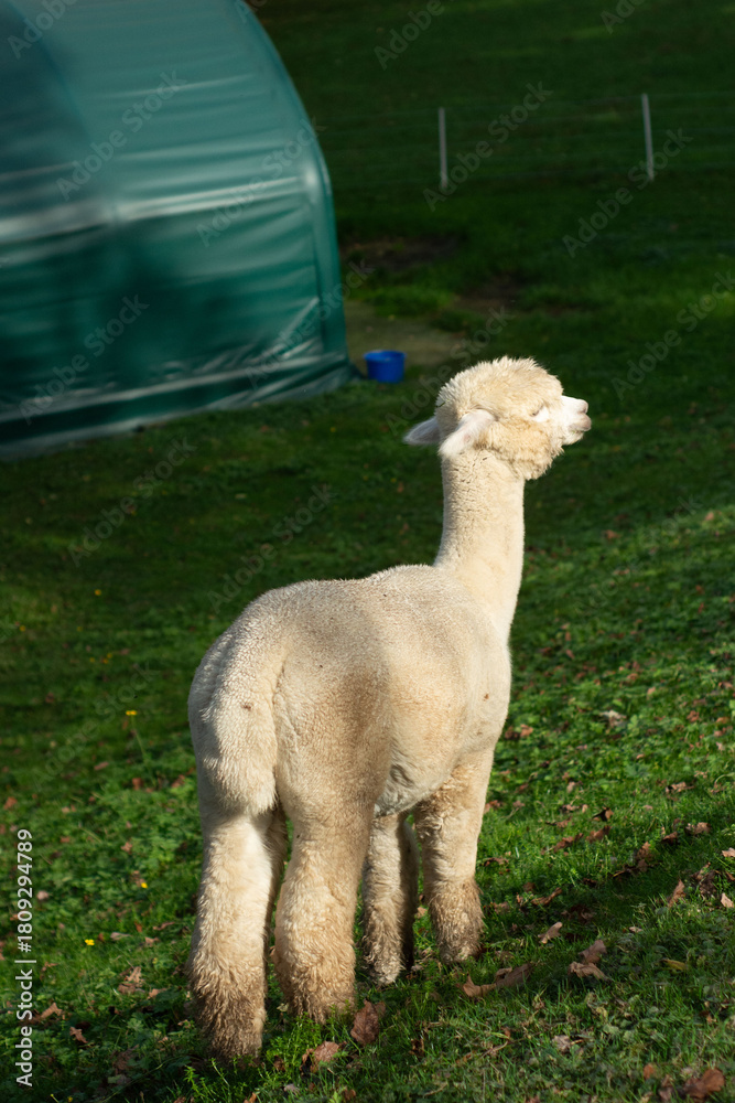 Naklejka premium Curious alpaca exploring lush green pasture under soft sunlight during a serene afternoon stroll on a peaceful farm