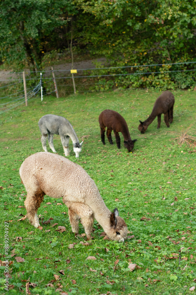 Naklejka premium Alpacas grazing peacefully in a lush green pasture surrounded by trees on a serene autumn afternoon, showcasing the beauty of tranquil farming life