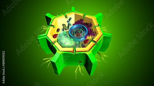 Plant cell parts and its structure anatomy. 3d render