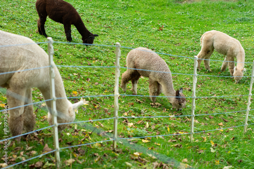 Obraz premium Gentle alpacas grazing peacefully in a lush green field surrounded by autumn leaves during a calm afternoon in a rural landscape