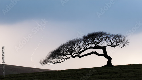 bent. A lone gnarled tree silhouetted against a stormy sky with lightning. travel magazines, destination branding, designed for outdoor magazines and nature guides and travel destination branding.