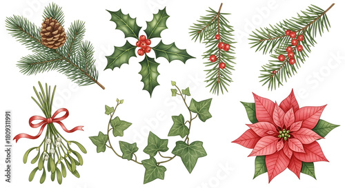Christmas plants and berries set, isolated on transparent background