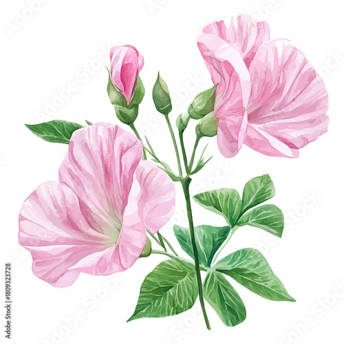 Garden Pea Flower, watercolor painting vector, isolated on a white background.