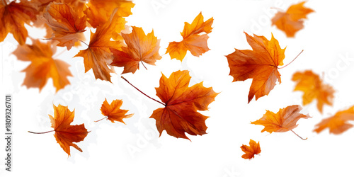 Autumn leaves falling gently against a clean white background in a gentle breeze