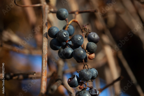 Wild grapes on vine in autumn