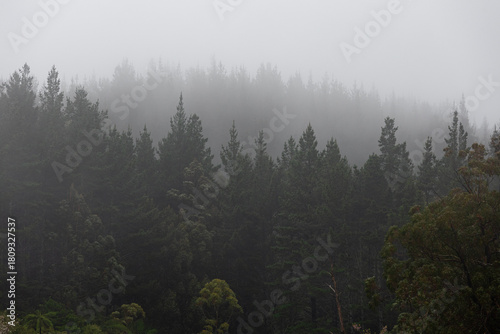 Scenic view of tree layers in fog.