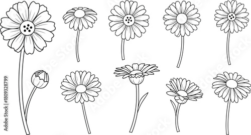 A collection of delicate daisy line drawings in various stages of bloom