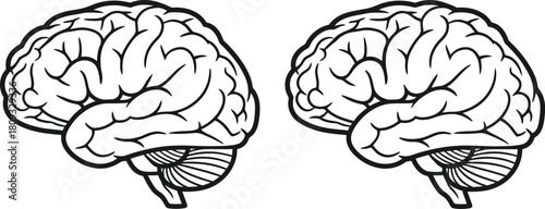 Detailed illustration of two human brains side view black and white sketch
