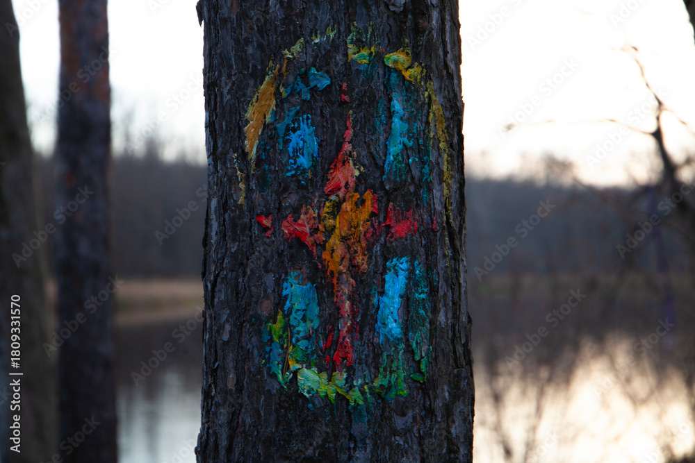 Fototapeta premium Painted Symbol on Pine Bark