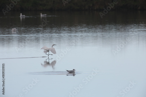 Loire-Atlantique, France - November 18, 2025. An egret is flying at the surface of the water of the salt marshes. 