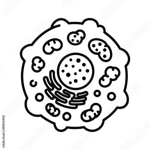 Illustration of an animal cell structure, isolated on