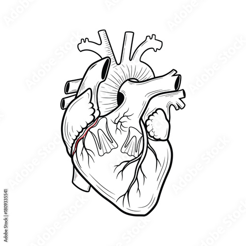 Anatomical heart illustration isolated on detailed medical drawing concept