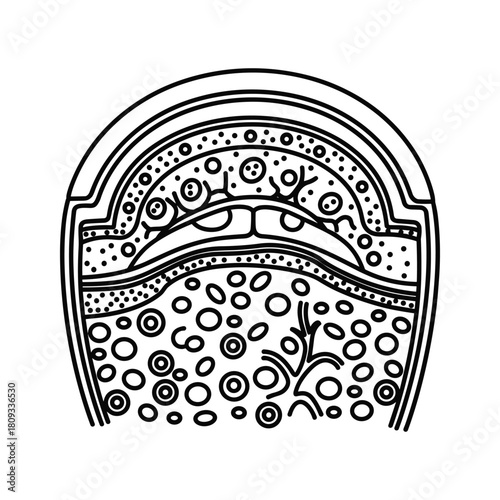 Illustration of a cell structure isolated on vector line drawing of cell layers