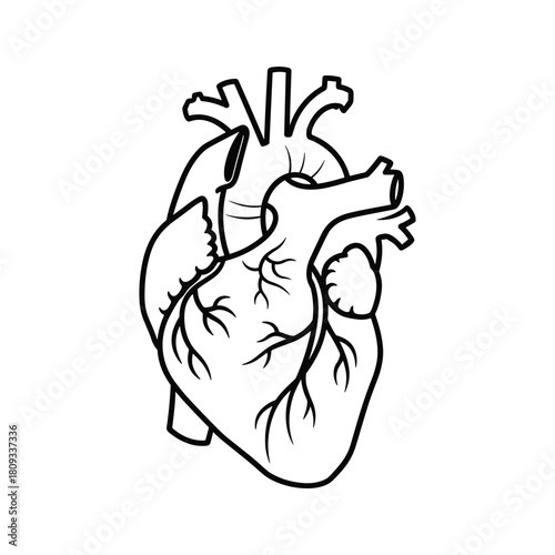 Outline icon of human heart isolated on anatomical organ symbol for medical design
