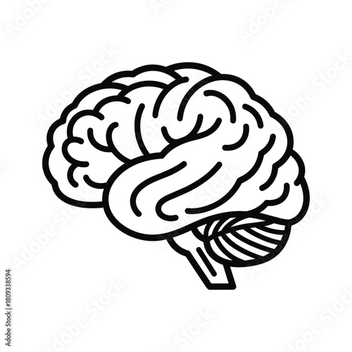 Human brain anatomy isolated on, a symbol of intelligence and cognitive function