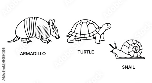 A simple black and white illustration of an armadillo turtle and snail