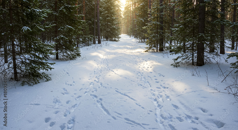 Obraz premium Rabbit tracks in forest on snowy pine path, winter wildlife trail and natural habitat observation