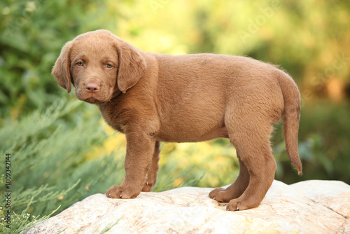 Chesapeake Bay retriever puppy in the garden