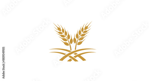 Golden wheat stalks with intertwined stems, representing agriculture and harvest, on a white background.