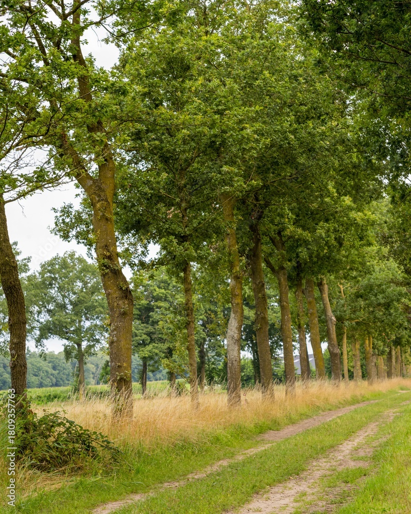 Obraz premium Sandy path winding through lush green trees in gelderland, netherlands