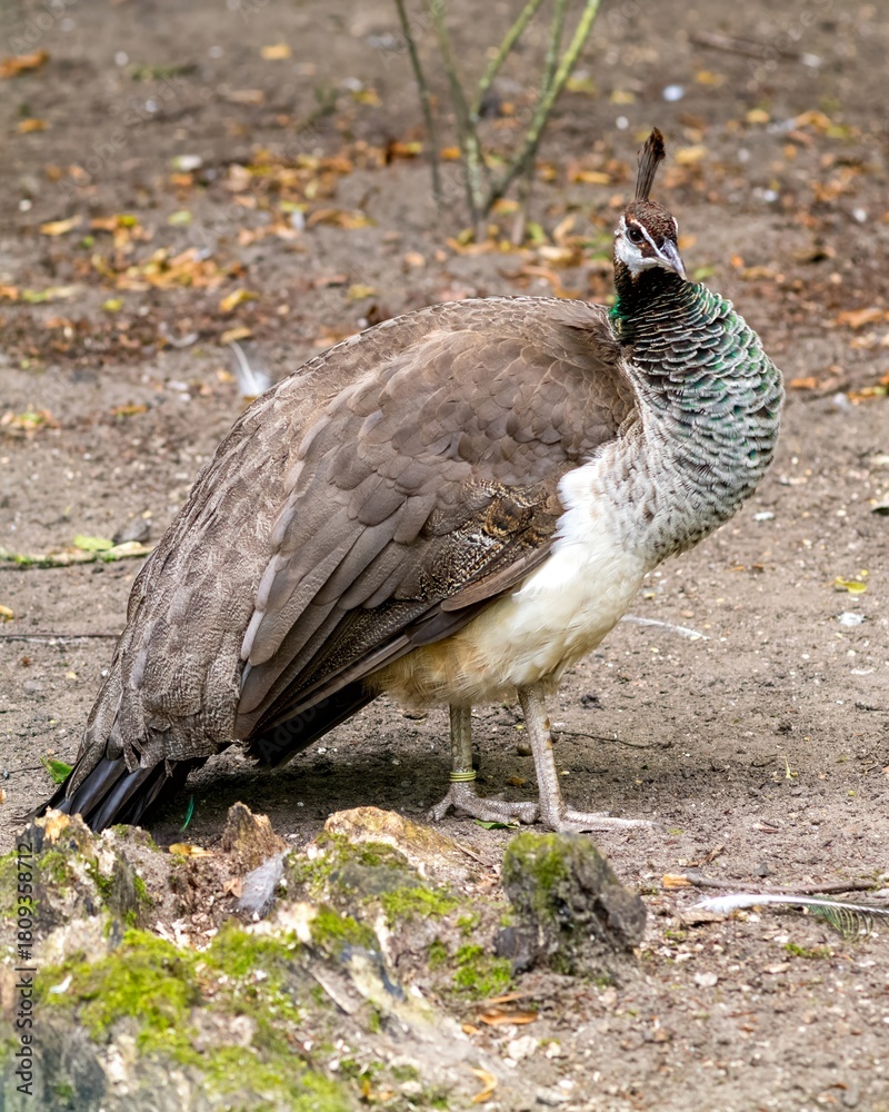 Fototapeta premium Young peahen standing on the ground near a tree stump