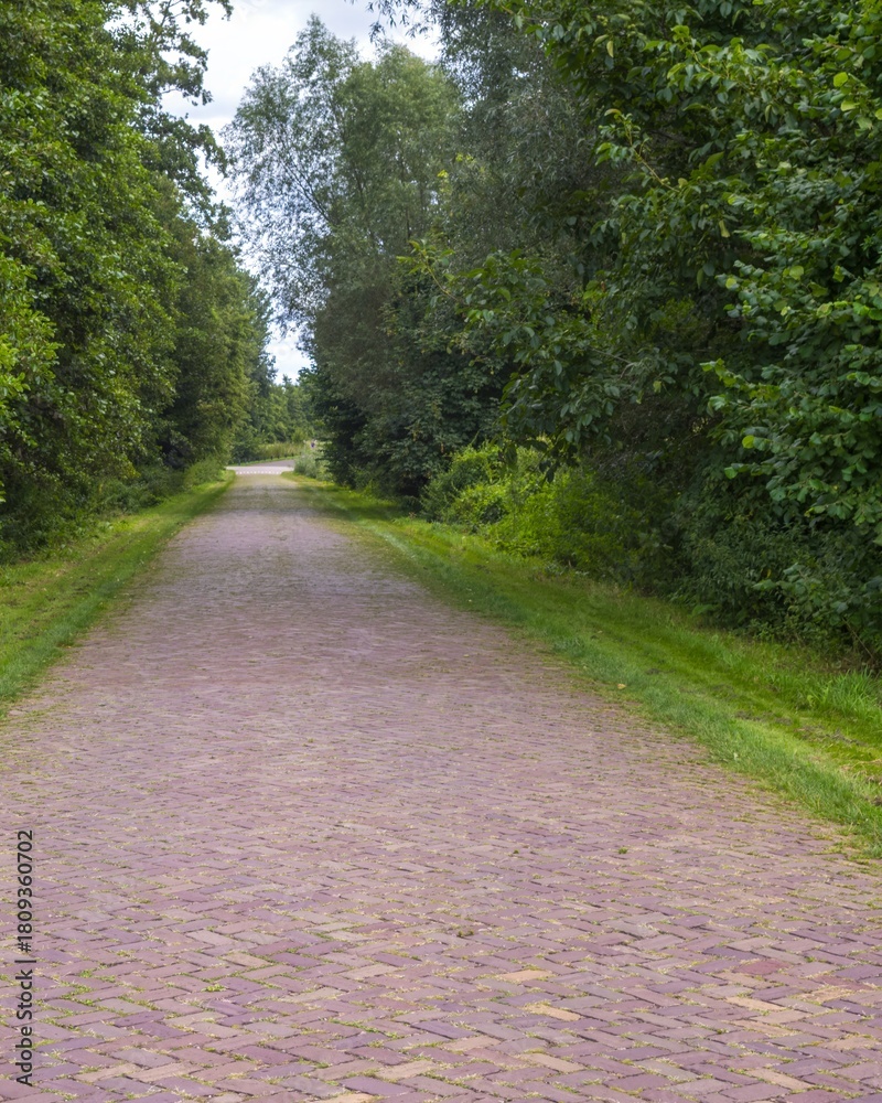 Fototapeta premium Brick road disappearing into lush green forest