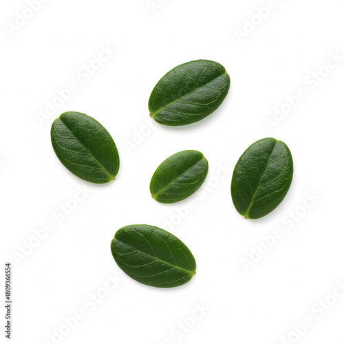 group of five small, dark green cranberry leaves