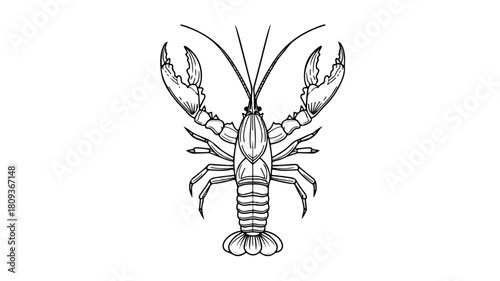 Detailed Crayfish Line Icon Vector Illustration for Designs