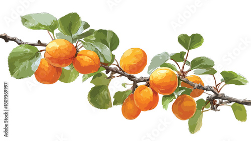 Fresh Apricot Tree Branch Perfect for Garden Plant Vector Illustration