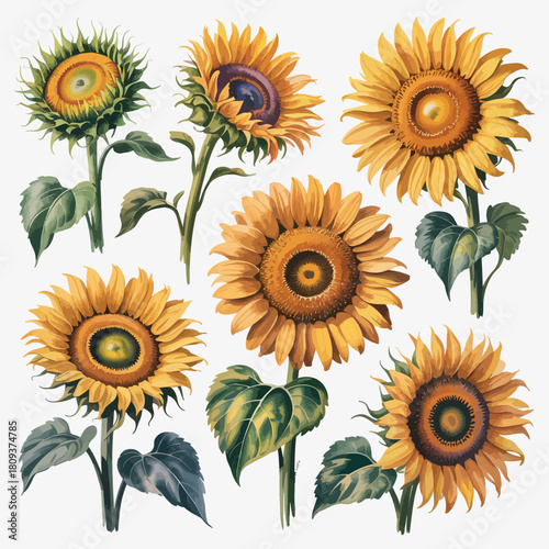 Collection of realistic watercolor sunflowers with green leaves