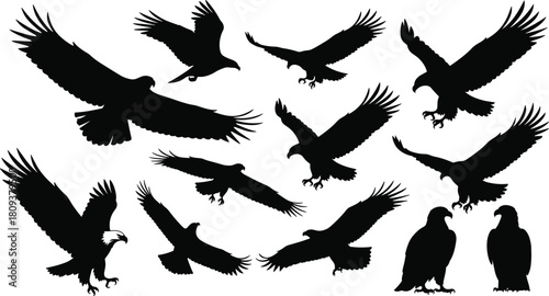 Collection of soaring and hunting eagle silhouette illustrations showcasing dynamic flight, powerful wings, and perched poses in detailed vector design for wildlife, nature, and bird graphics