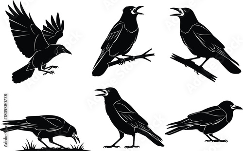 Black crow silhouette collection featuring six dynamic bird poses on white background, showcasing flying, perching, walking, and feeding behaviors for wildlife vector illustration designs